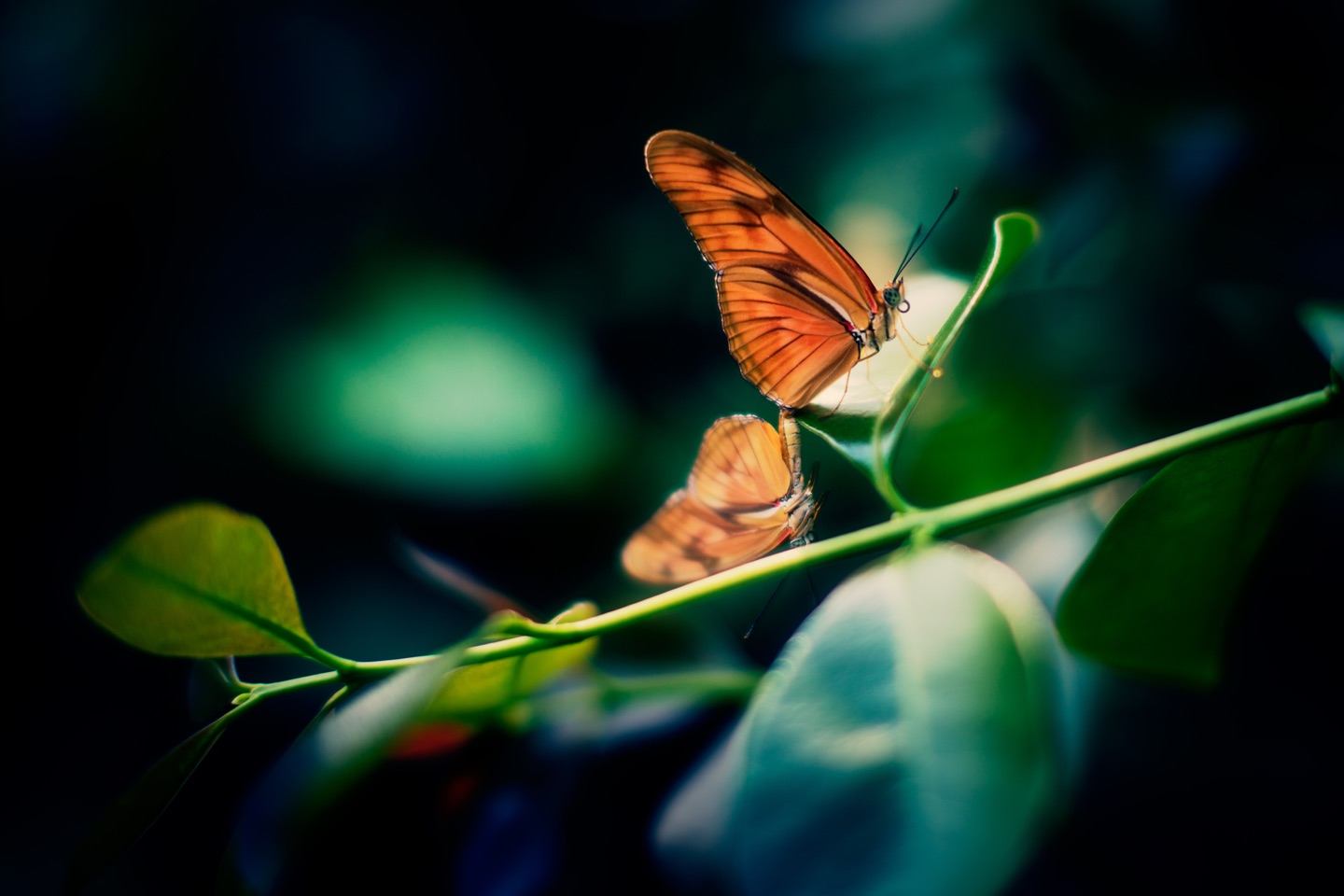 A butterfly on a leaf